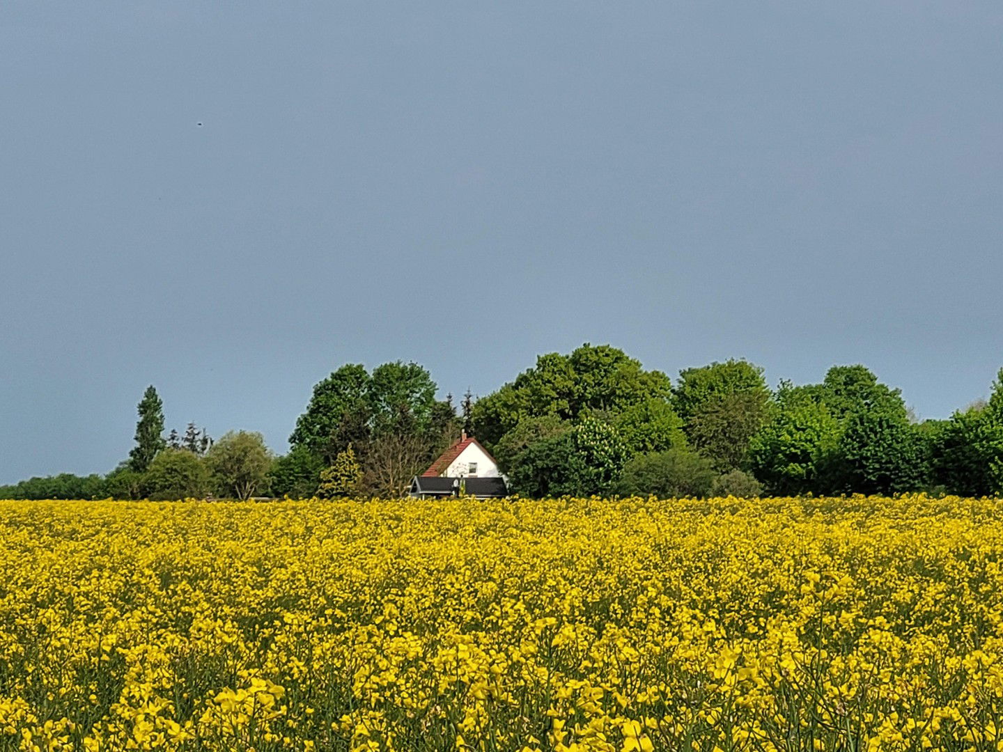 Bild der Immobilie in Ribnitz-Damgarten Nr. 7